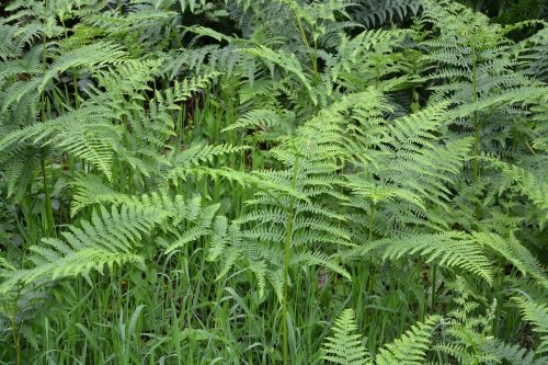 ferns undergrowth green