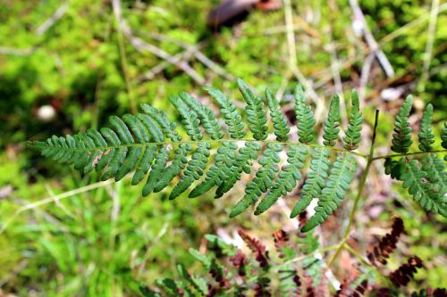 ferns forest vegetation