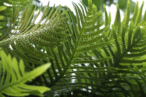 ferns leaves green