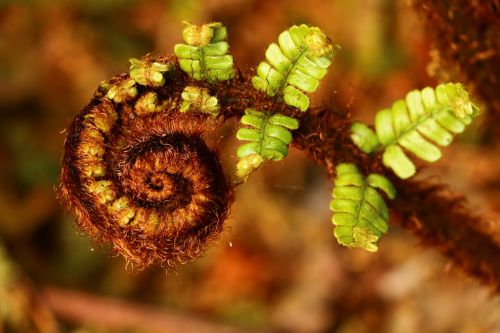 ferns plants nature