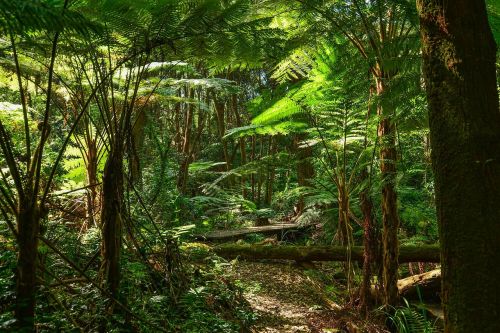 ferns tree ferns australia