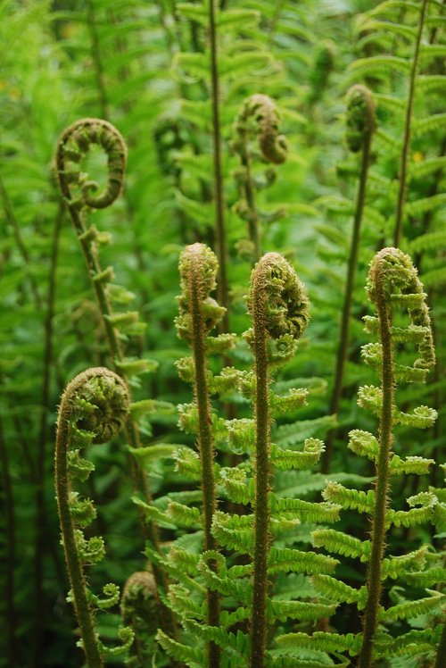 ferns  spirals  plants
