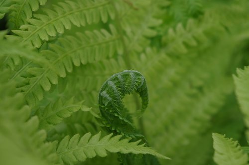 ferns  green  plants