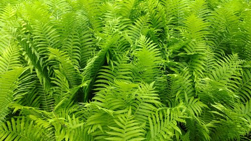 ferns  green  leaves