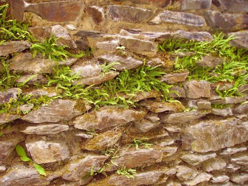 ferns fouling stone wall
