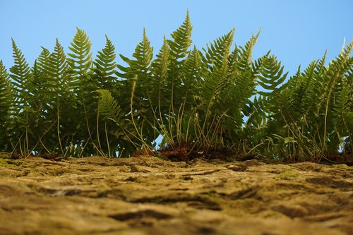 ferns  nature  plants