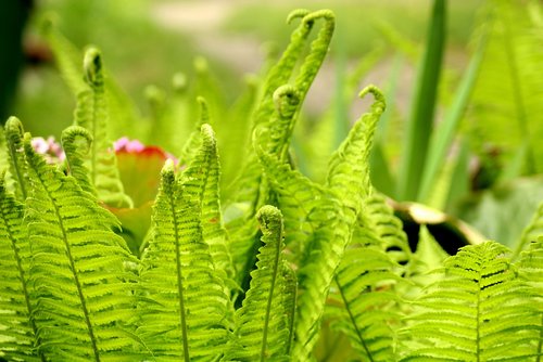 ferns  green  growth