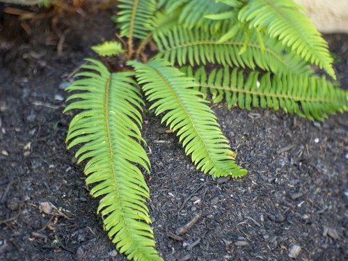 ferns  plants  green