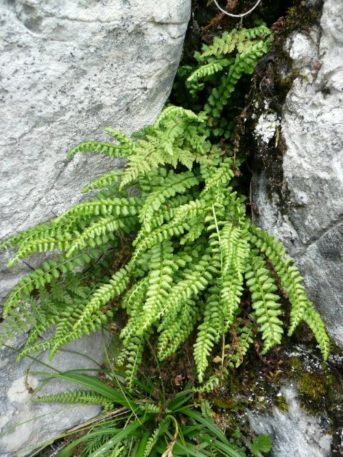 ferns nature stones