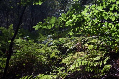 ferns woodland autumn light