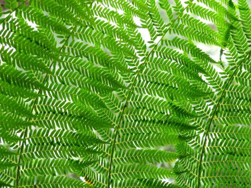 ferns leaves nature
