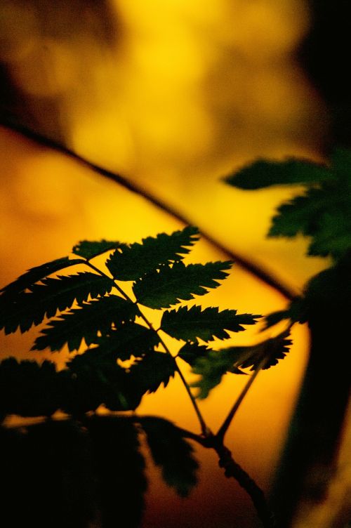 ferns plant sunset