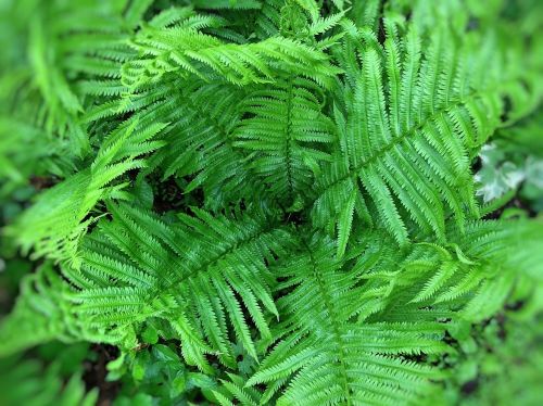 ferns green spring