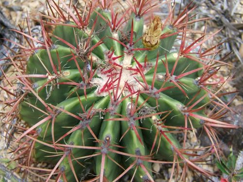 ferocactus cactus succulent