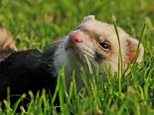 ferret animal grass