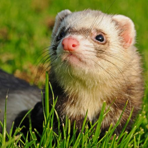 ferret animal grass