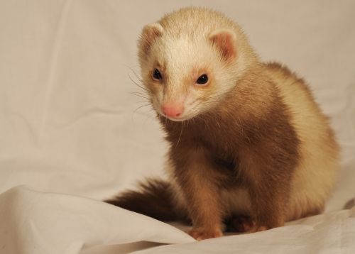 ferret white sheet domestic animal