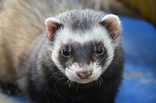 ferret animal eyes