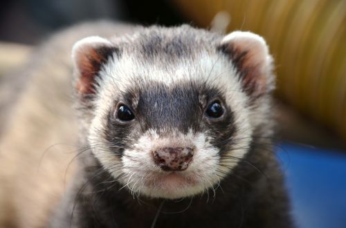 ferret animal eyes