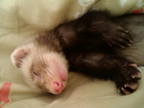 ferret animal pet