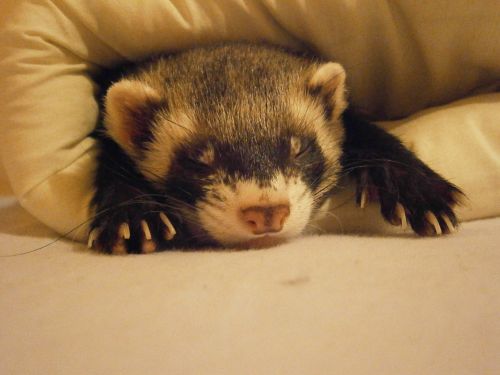 ferret relaxation tenderness