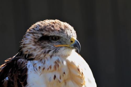 ferruginous hawk hawk ferruginous