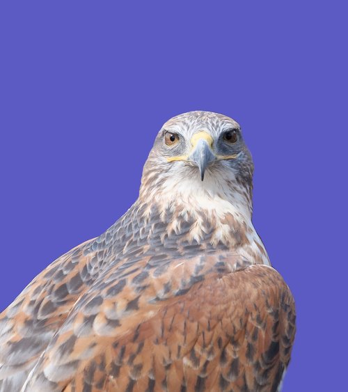 ferruginous hawk  raptor  bird