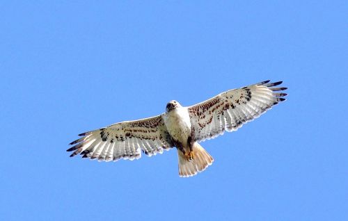 ferruginous hawk bird predator