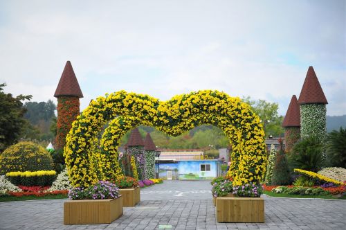 festival chrysanthemum flower autumn