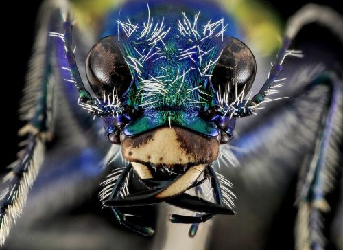 festive tiger beetle macro head