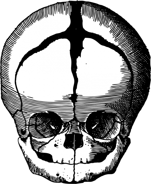 fetus skull skull fetus