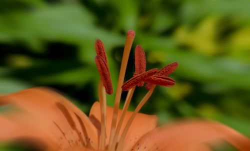 feuerlilie lilium bulbiferum flower