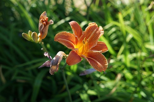 feuerlilie  lily  plant