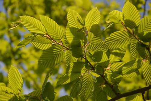 Green Shrub Leaves