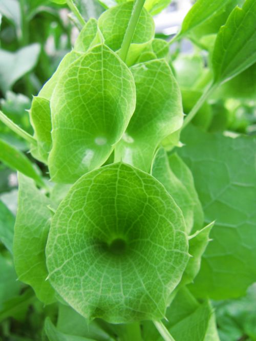 Green Leaf Flower