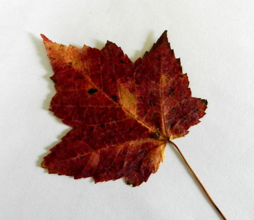 Maple Leaf (1)
