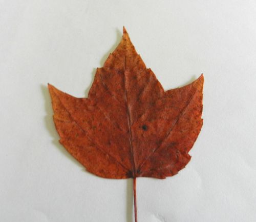 Maple Leaf (2)
