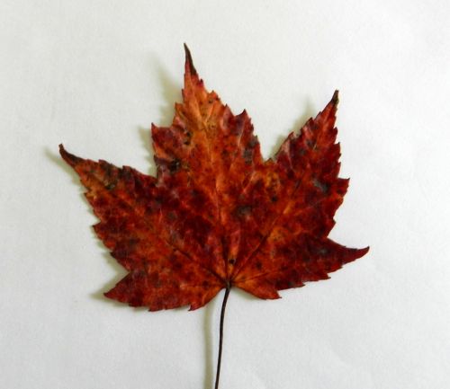 Maple Leaf (3)