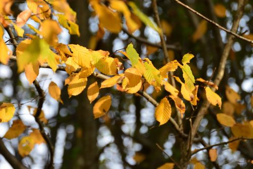 Leaves In The Sun