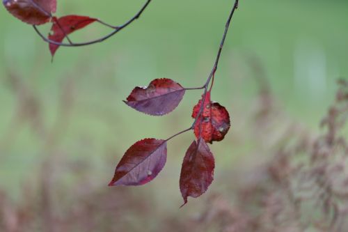 Leaves On The Branch