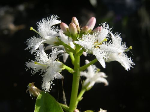 fever dress menyanthies trifoliata pond plant