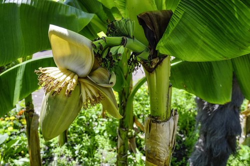 fiber banana  banana  blossom