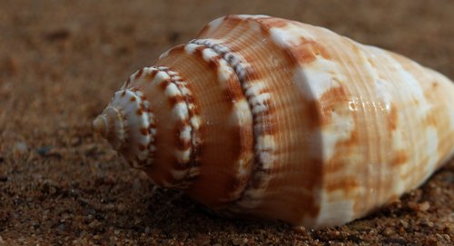 fibonacci  spiral  seashell