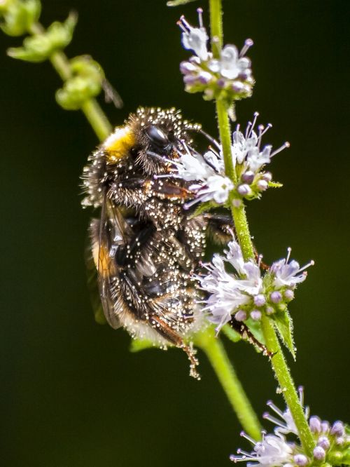 fictional hummel insect