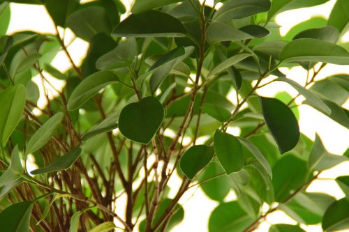 ficus plant leaves