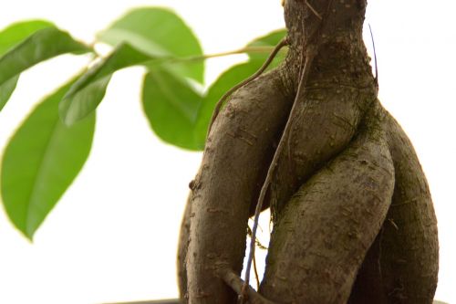 ficus plant leaves