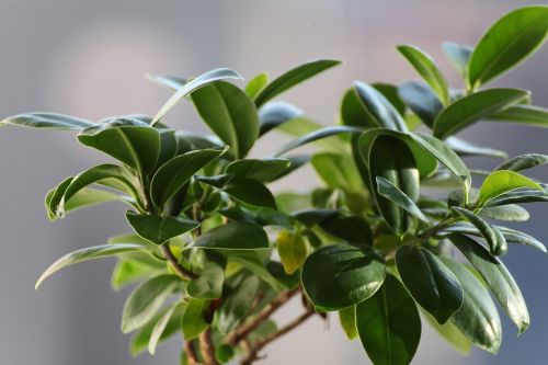 ficus leaves plant