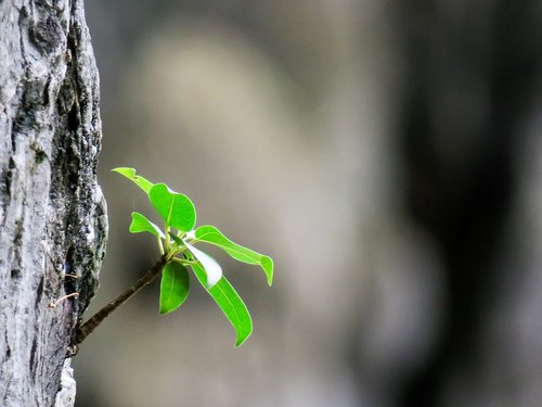 ficus  plant  natural