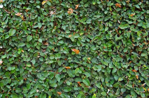 ficus pumila creeping fig climbing fig