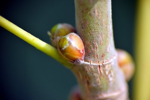 ficus religiosa  peepal  bud